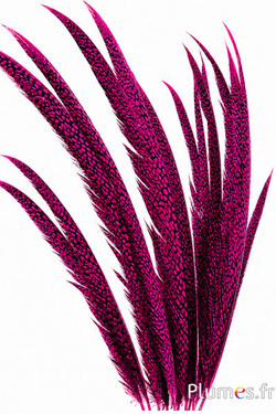 Golden pheasant - 55-65 cm - fuchsia